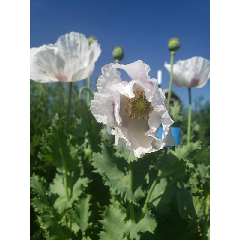 The TRUE Izmir Bush Poppy (Papaver S.) 1500 Seeds