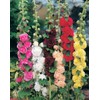 Seeds4planting - Seeds Chater's Hollyhock Double Mix Perennial Flowers