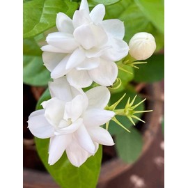 100+ Climbing Jasmine Flower Seeds for Planting-Non-GMO Jasmine Gardenia Plant Fragrant Flower Garden Home