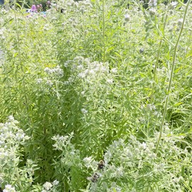 Hairy Mountain Mint Seeds Pycnanthemum Pilosum Herbaceous Perennial Drought Tolerant Fragrant Attracts Bees Beds Meadow Outdoor 400Pcs Herb Seeds by YEGAOL Garden