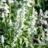 Outsidepride Salvia White Victory - 1000 Seeds