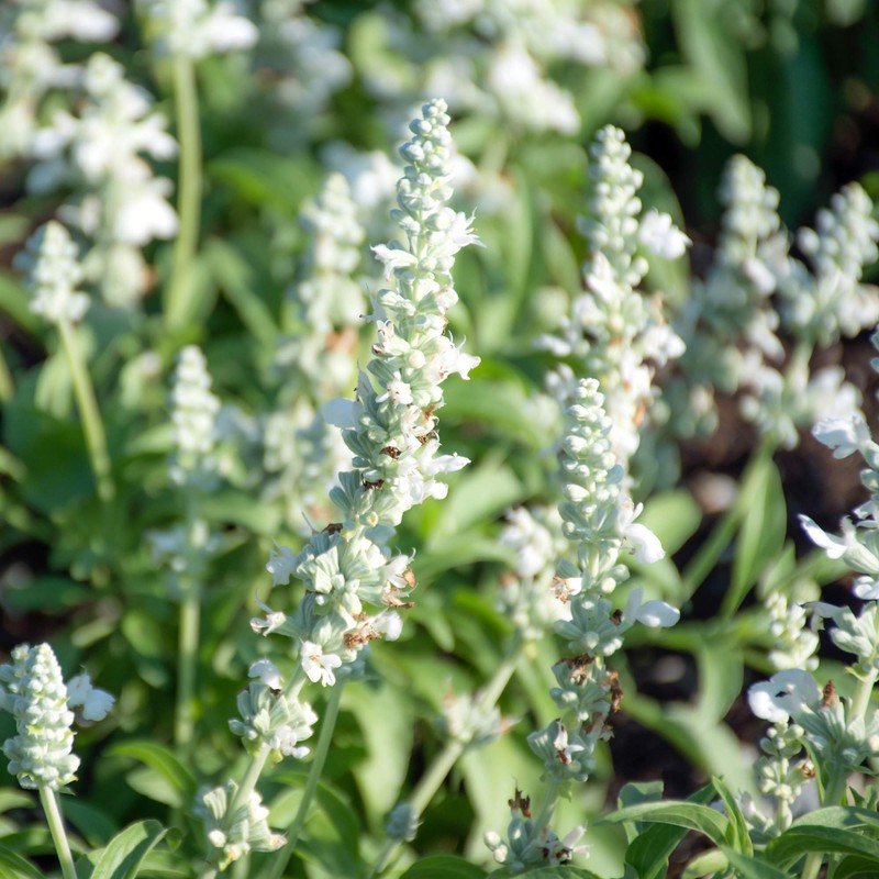 Outsidepride Salvia White Victory - 1000 Seeds