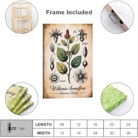 Placa botánica de Ashwagandha – Withania Somnifera 30x45 cm, impresión Giclée