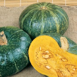 Burgess Buttercup Bush Winter Squash Seeds - 1 Lb ~2800 Seeds - Non-GMO - Vegetable Garden - Cucurbita Maxima