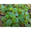 2 Bags of 2000++ Seeds Hạt giống rau càng cua