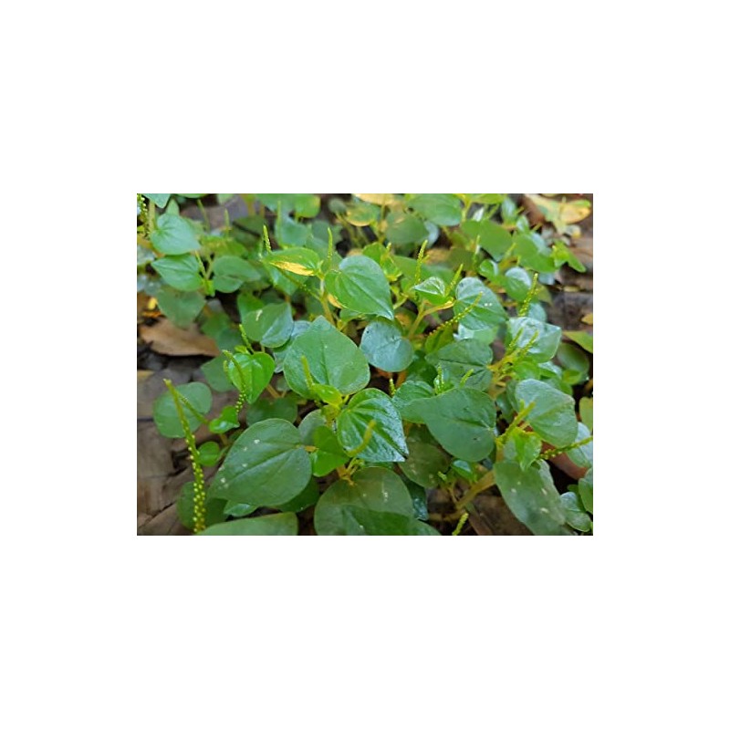 2 Bags of 2000++ Seeds Hạt giống rau càng cua