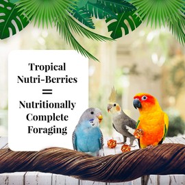 LAFEBER'S 2 Pack of Tropical Fruit Nutri-Berries Small Bird Food, 10 Ounces Each, for Parakeets, Cockatiels, Lovebirds and Conures