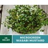 Southern Seeds Microgreen, Wasabi Spicy Mustard seeds - Intense and