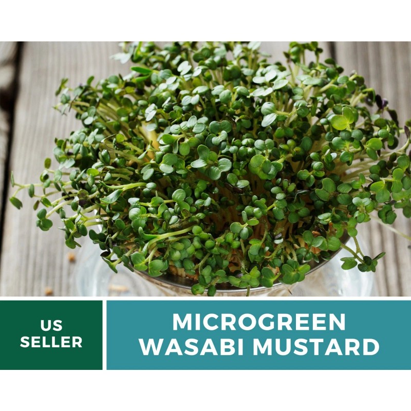 Southern Seeds Microgreen, Wasabi Spicy Mustard seeds - Intense and