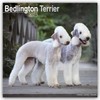 Bedlington Terrier 2025 Square Wall Calendar | Dog Breed Calendar
