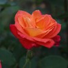 Heirloom Roses Climbing Rose Plant - Piñata Climber Rose Bush,