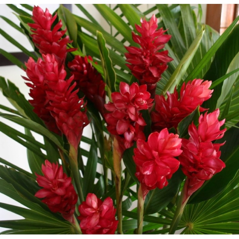 Hawaiian Red Ginger Plant Root (Pack of 5) Grow Hawaii