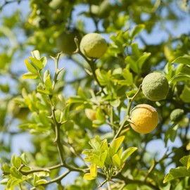 Neal's Yard Remedies Garden Mint & Bergamot Hand Cream, 1.7 fl oz (50 ml) (x 1)