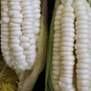 Silvermine White Dent Corn Seeds for Planting 80 Seeds. 1