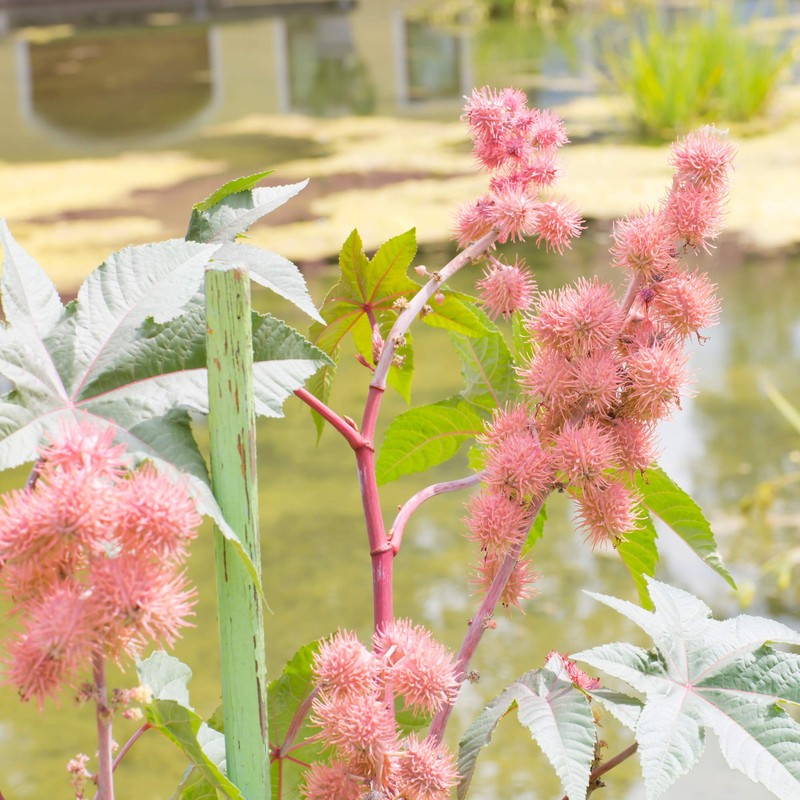 Outsidepride Bright Pink Ricinus Communis Castor Bean Seeds - 15