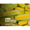 Southern Seeds Corn, Golden Bantam (12 Row) seeds - Heirloom