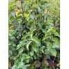Santiam Nursery Honey Jar Asian Pear Tree, bare root, Very