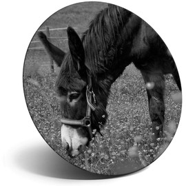 Destination Vinyl ltd Magnet for Refrigerator, Fridge BW - Little Cute Donkey Horse Animals for Office, Cabinet and Whiteboard, Magnetic Stickers, 40943