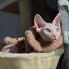 Faux Fur Sphynx Cat Clothes Chi-Pao, Cotton Hairless Cat Cheongsam