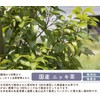 Gabai Farm Domestically Made Nikki Tea 0.07 oz (2 g)