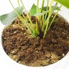 Kapecute 2QT Anthurium Potting Soil, Professionally Formulated Lightweight, Persistent Humidity,