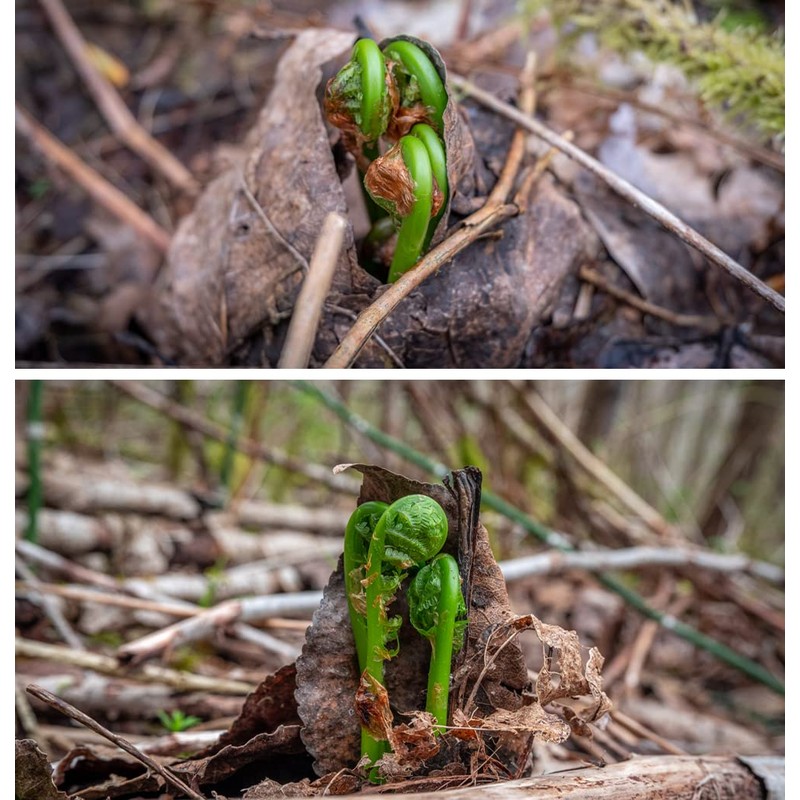 Wild Pickled Fiddleheads - Original - (Garlic + Bay Leaf,