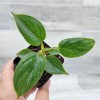 philodendron sodiroi live rare indoor houseplants in 3" pot