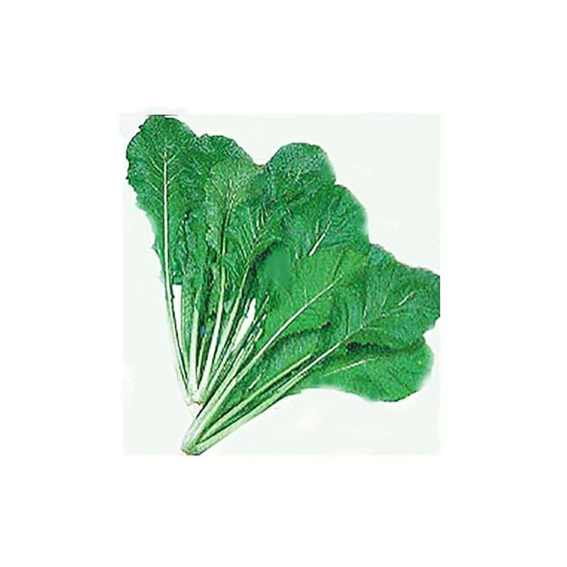 Turnip Green Seeds - Nozawana