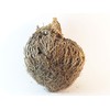 Luchea's Psychic World Herbs-Rose of Jericho-Whole