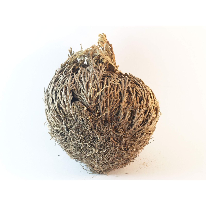 Luchea's Psychic World Herbs-Rose of Jericho-Whole