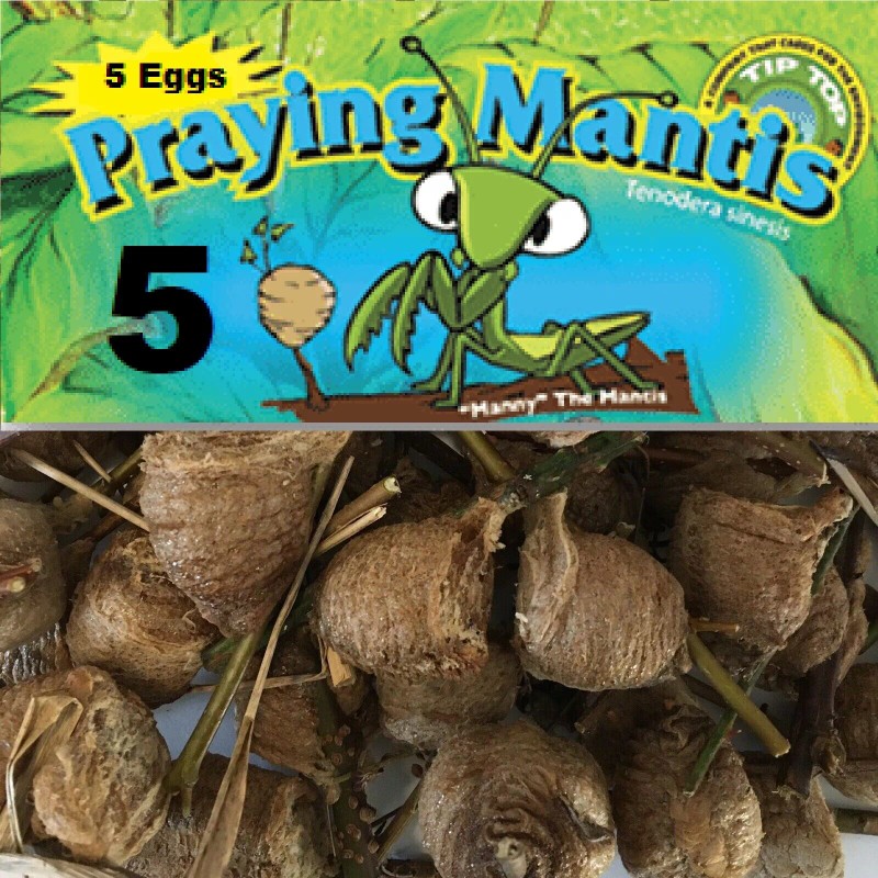 We Got The Bug's Fresh 5 Praying Mantis Egg Case