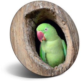 Destination Vinyl ltd Magnet for Refrigerator, Fridge - Cute Parrot Tree House Parakeet Bird for Office, Cabinet and Whiteboard, Magnetic Stickers, 16388