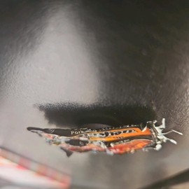 decorative magnets Ramen noodles - Color: pork