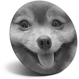 Destination Vinyl ltd Magnet for Refrigerator, Fridge BW - Cute Pomeranian Puppy Dog Animals for Office, Cabinet and Whiteboard, Magnetic Stickers, 41340