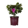 Encore Azalea Autumn Royalty (1 Gallon) Azalea of The Year