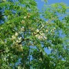Moringa Tree Seeds (Moringa oleifera) Packet of 10 Seeds