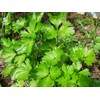 Seeds Flat-Leaf Parsley Italian Indoor Heirloom Vegetable for Planting Non
