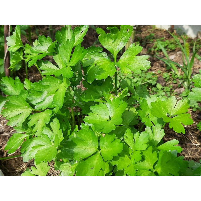 Seeds Flat-Leaf Parsley Italian Indoor Heirloom Vegetable for Planting Non