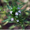 CEMEHA SEEDS - Seeds Summer Savory Non GMO Herbs for
