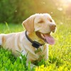 Electric Dog Fence System with Collar Receiver Only Wire Pro