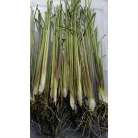 Fresh 10 Live Matured Lemongrass Plant - Edible Herb - Organically Grown  No Chemical  - 20