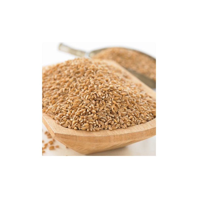 Organic Emmer Farro, 1 Lb.