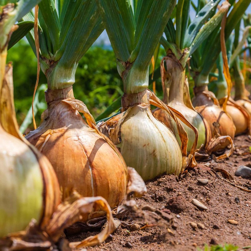 Onion Seeds (Long Day) - Yellow Sweet Spanish - 1