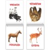 Doman Method Russian Flashcard Book Set for Learning Set -