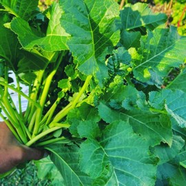 2000 Ethiopain Kale Seeds for Planting Heirloom Non GMO 8+ Grams Garden Vegetable Bulk Survival AKA Ethiopain Mustard African Kale Highland Kale