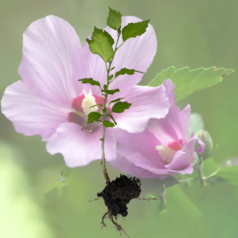FixtureDisplays Rose Of Sharon Hibiscus Organic Live Plant w/ Roots