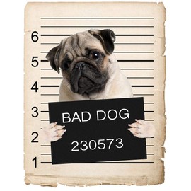 Pug Dog Mugshot Bad Dog Car Bumper Magnet, Magnetic for Refrigerator, Decorative Fridge, Office, Whiteboard, Kitchen, Locker Waterproof Decor, Family & Friends, 4x7 in