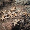 Labriciyon 50 Pcs Natural Starfish Star Seashell Beach Craft, for