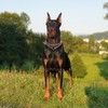 Reflective Martingale Dog Collar with Chain,Comfort Padded Strap No-Pull Dog