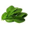 EliteKoopers 100g Fresh Kaffir Lime Citrus Leaves Leaf